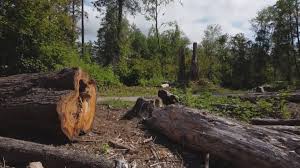  Houghton, NY Tree Removal Pros