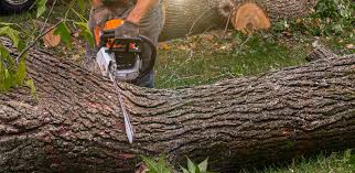 Best Lawn Mowing  in Houghton, NY