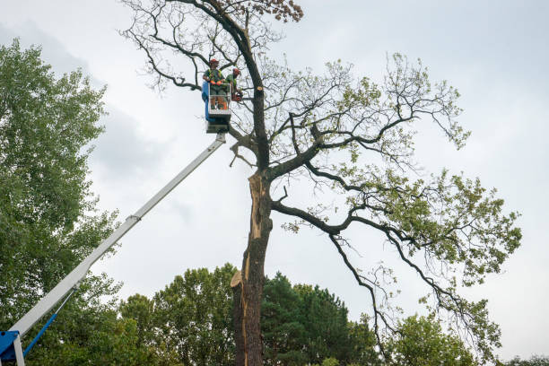 Best Commercial Tree Services  in Houghton, NY