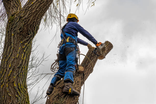 Best Tree Preservation Services  in Houghton, NY