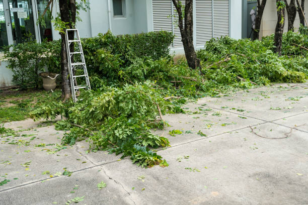 Best Pest Control for Lawns  in Houghton, NY