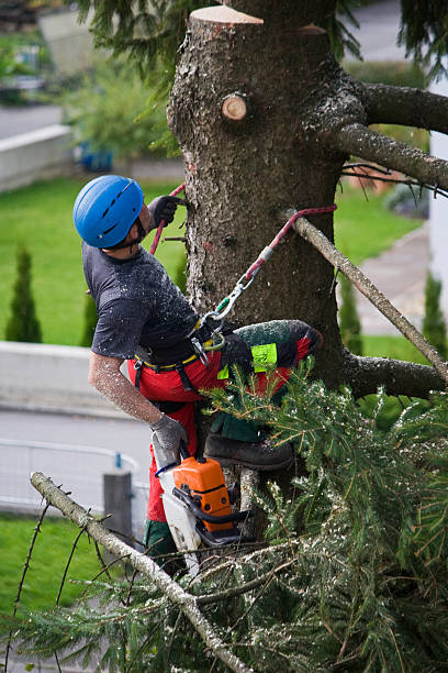 Best Lawn Grading and Leveling  in Houghton, NY