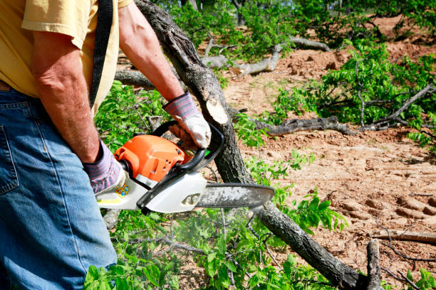 Best Organic Lawn Care Solutions  in Houghton, NY